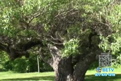 TV Content Image